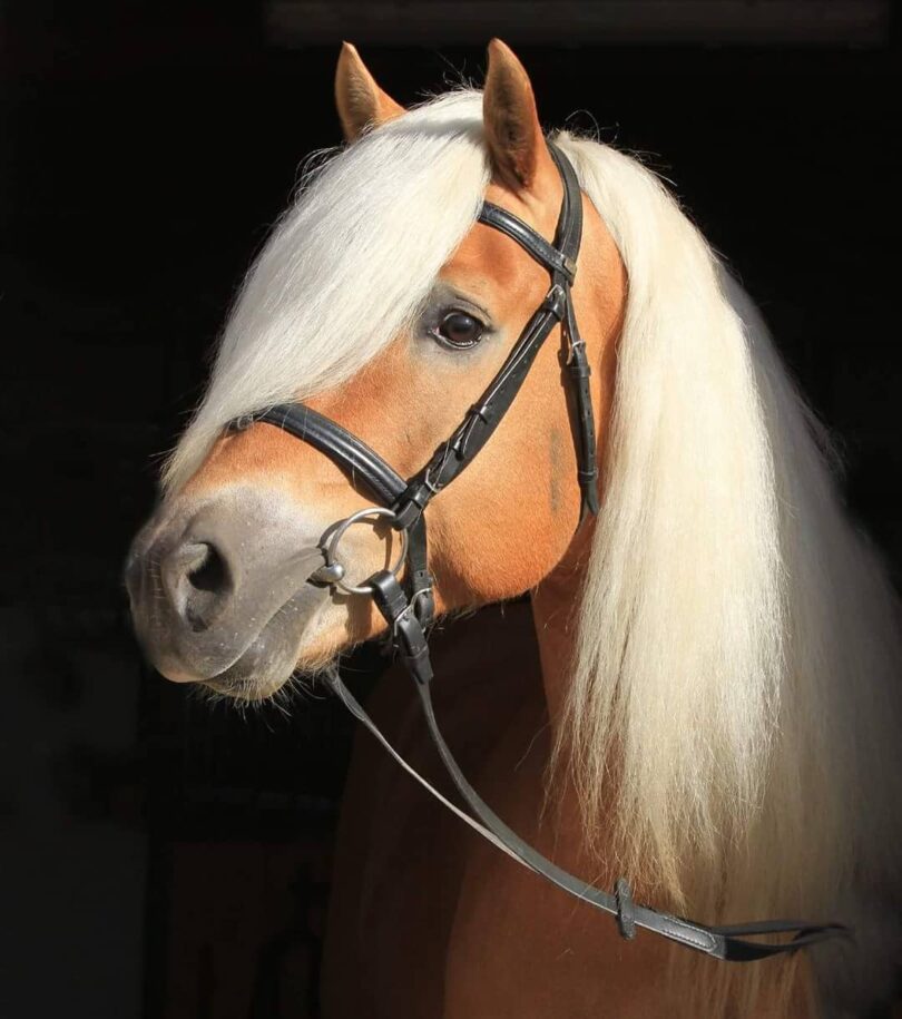 10 أفلام عن الفروسية يجب على كل محب للخيول مشاهدتها