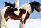 10 خرافات حول سلوك الحصان