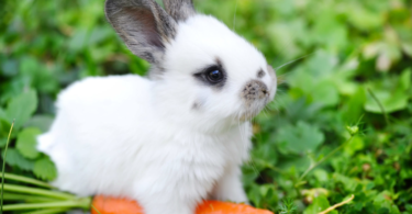 10 سلوكيات طبيعية للأرنب يجب عليك فهمها