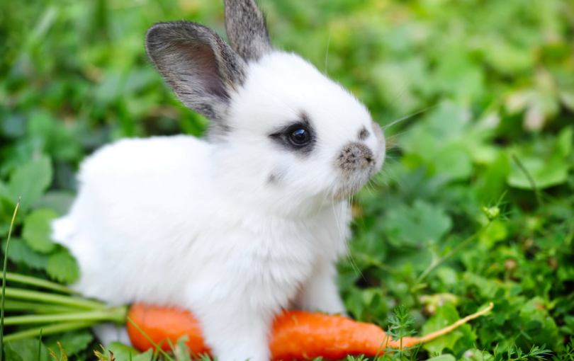 10 سلوكيات طبيعية للأرنب يجب عليك فهمها