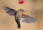 10 وجهات للطيور لتصوير الأنواع النادرة