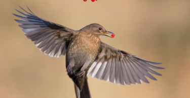 10 وجهات للطيور لتصوير الأنواع النادرة